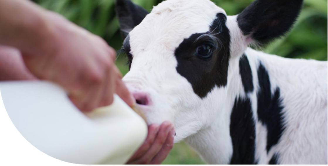 Заменитель молока «NutrilactPro Buster»